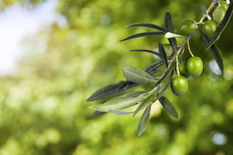 Texto: As folhas da oliveira tornaram-se o símbolo da coleção Unni Alba. Foto: Shutterstock/Billion Photos.