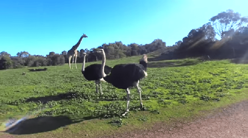 Imagem: O passeio virtual por zoológicos é cheio de surpresas, como se deparar com avestruzes e girafas convivendo em harmonia no mesmo território. Imagem: Live Cam
