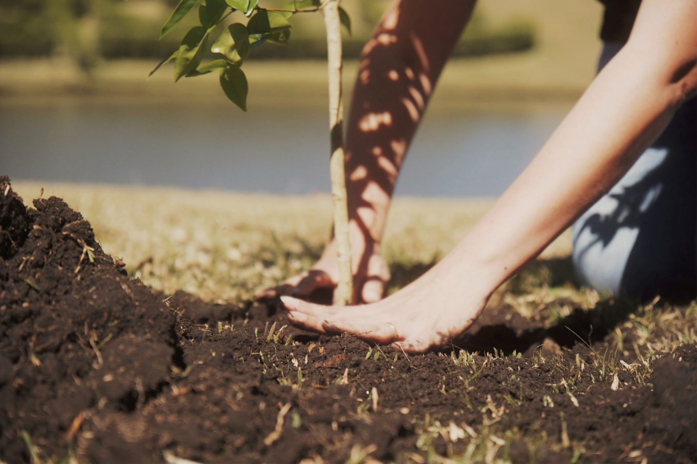 Imagem: plantação de mudas de árvore para revitalização de áreas exploradas com parte das ações de sustentabilidade em foco da Oxford.  